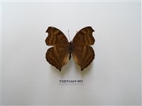 藏品(黯眼蛺蝶)的圖片